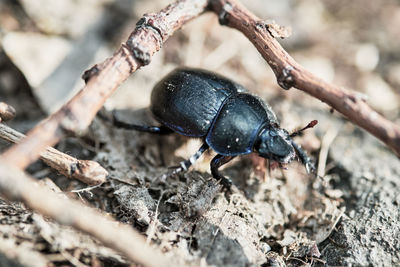 Close-up of insect on wood