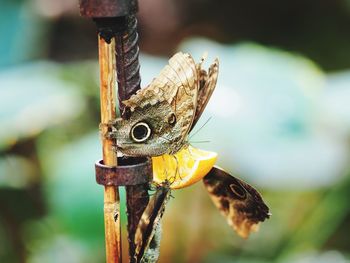 Close-up of butterfly on leaf