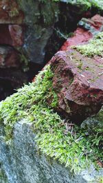 Close-up of moss growing on rock