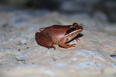 Close-up of a crab