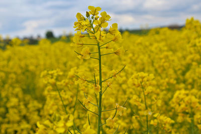 Yellow flowering plants on field