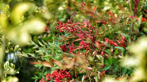 Close-up of red leaves