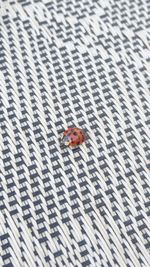 High angle view of ladybug on floor