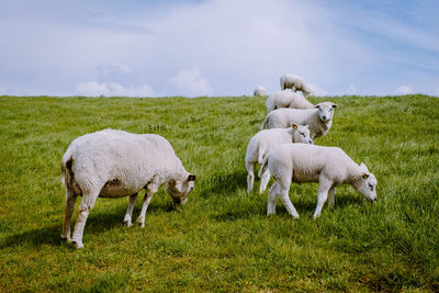 Sheep in a field