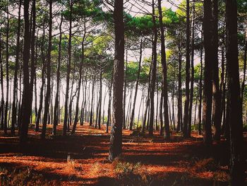 View of trees in forest