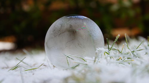 Close-up of snow on field