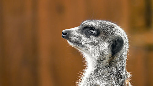 Close-up of meerkat