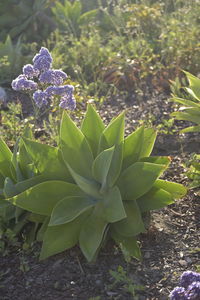 Close-up of purple flowering plant on field