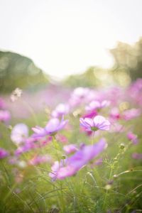 Close-up of purple flowering plants on field