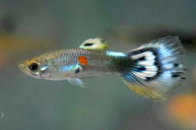 Close-up of fish swimming in aquarium