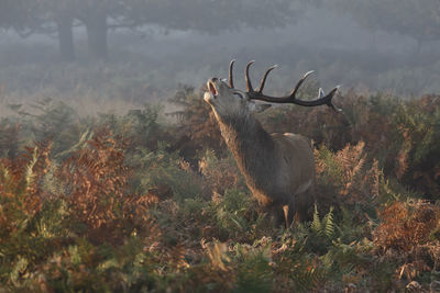 Deer standing on field