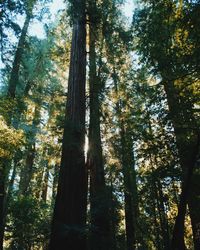 Low angle view of bamboo trees in forest