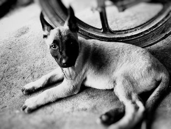 Dog resting on ground