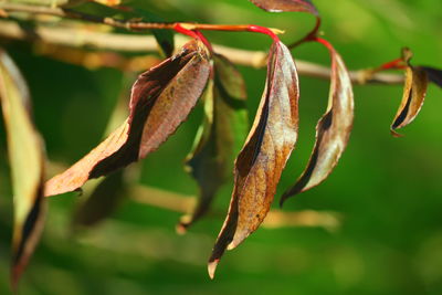 Close-up of wilted plant