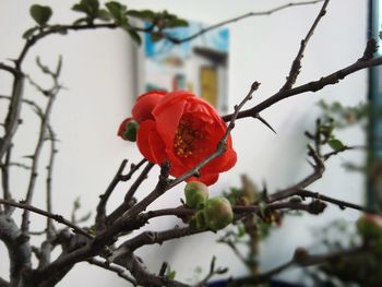 Close-up of red flowers on branch