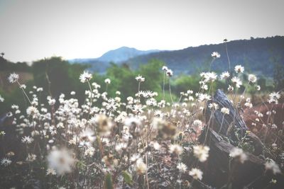 Scenic view of flowering plants on land against sky