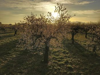 Trees on field against sky during sunset