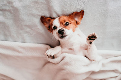 Portrait of dog relaxing on bed at home