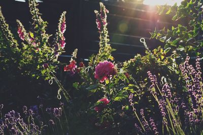 Close-up of flowers blooming outdoors