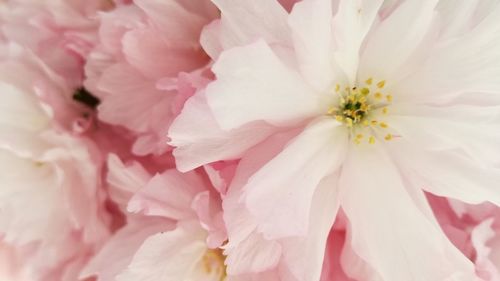 Full frame shot of pink flower blooming outdoors