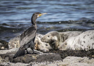 Bird on rock at beach