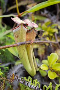 pitcher plant