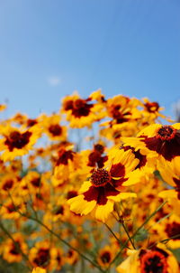 Close-up of yellow flowering plant