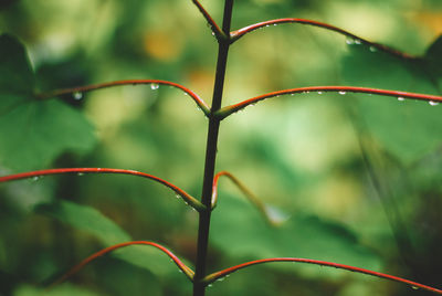 Close-up of wet plant