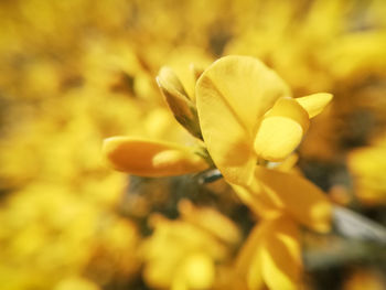 Close-up of yellow flowering plant