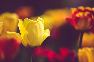 Close-up of yellow flower