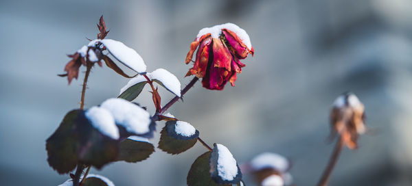 Close-up of flowers against blurred background