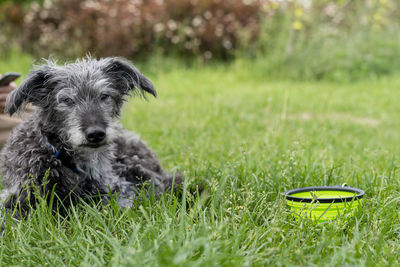 Mixed breed dog bedlington terrier  whippet senior resting on grass near dog water bowl pet adoption