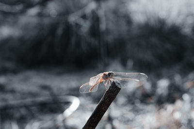 Close-up of dragonfly on twig