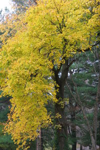 Low angle view of trees in forest during autumn