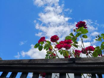 Low angle view of flowering plant against railing