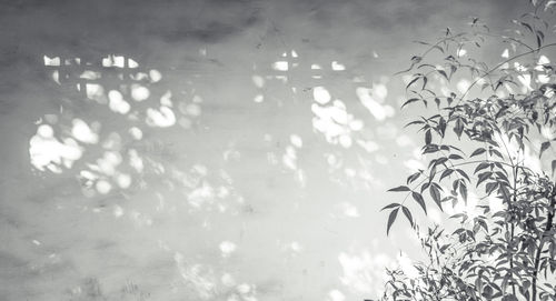 Reflection of trees in water