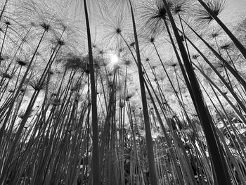 Low angle view of papyrus at chapultepec