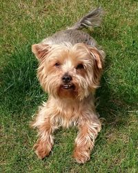 Portrait of dog on field