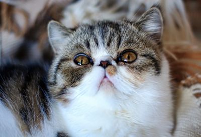 Close-up portrait of kitten