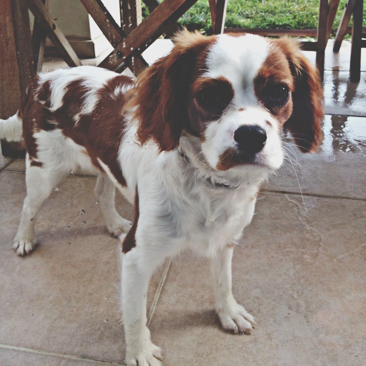 animal themes, domestic animals, mammal, pets, one animal, looking at camera, dog, portrait, standing, two animals, full length, high angle view, zoology, no people, outdoors, pet collar, day, close-up, sitting