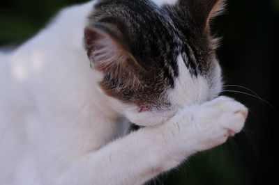 Close-up of cat