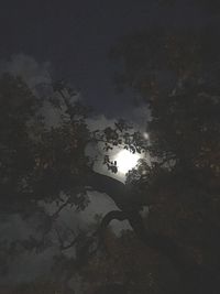 High angle view of silhouette trees against sky at night