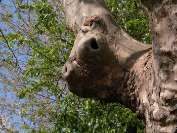 Low angle view of animal on tree trunk