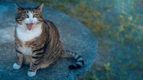 Portrait of a cat looking away