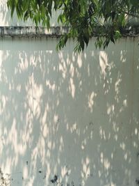 Close-up of plants against blurred water