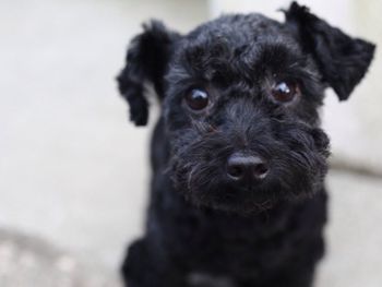 Close-up portrait of dog