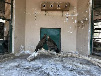 View of a bird in a building