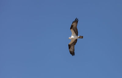 Low angle view of eagle flying against clear sky