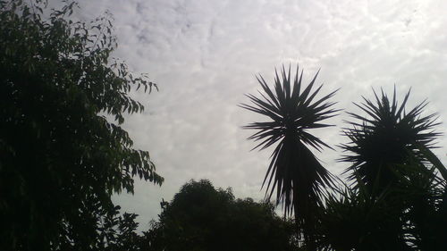 Low angle view of palm trees against sky