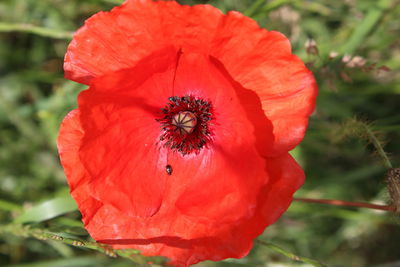 Close-up of red rose